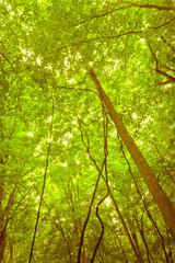 Treetops Reaching Sky