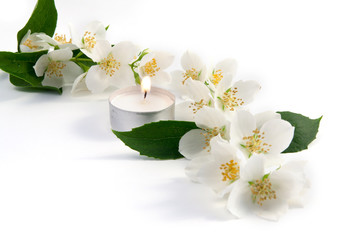 Fresh flowers and leaves of jasmine on a white background