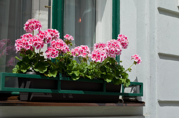 Pink geraniums on windowsill