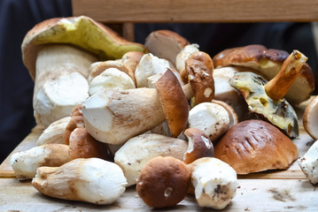 A lot of Mushroom Boletus over Wooden Background
