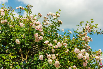 Bush of beautiful roses in a garden