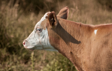 cow 21
