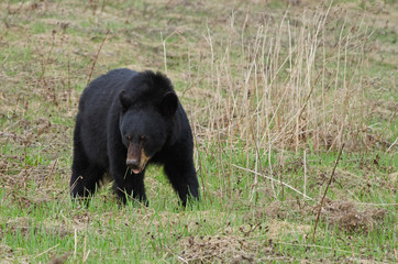 Femelle ours noir s'alimentant
