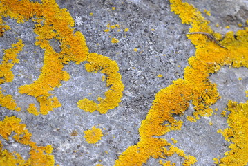 Common orange wall lichen on stone