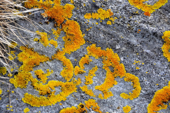 Common Orange Wall Lichen On Stone