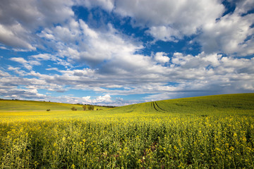 Beautiful nature landscape