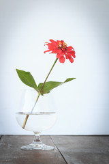 red flower in vase white background on desk