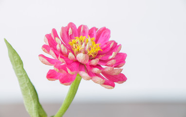 pink flower close up