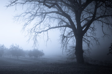 Foggy tree night landscape