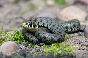 Grass Snake (Natrix Natrix)/Juvenile Grass Snake on mossy, stone covered floor