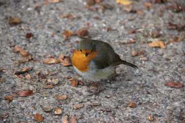 Rotkehlchen im Herbst