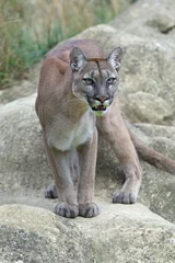 Wall murals Puma Cougar (Puma Concolor)/Cougar standing poised on large smooth grey rocks