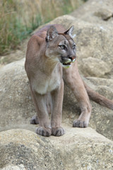Cougar (Puma Concolor)/Cougar standing poised on large smooth grey rocks