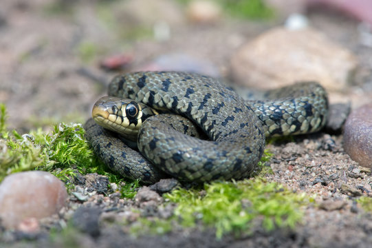 Grass Snake (Natrix Natrix)/Juvenile Grass Snake on mossy, stone covered floor