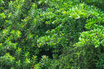 Tree Top - Leblon, Rio de Janeiro Brazil
Topo de Arvores - Leblon, Rio de Janeiro, Brasil
