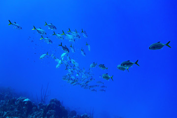 Fototapeta premium Horse-eye jacks