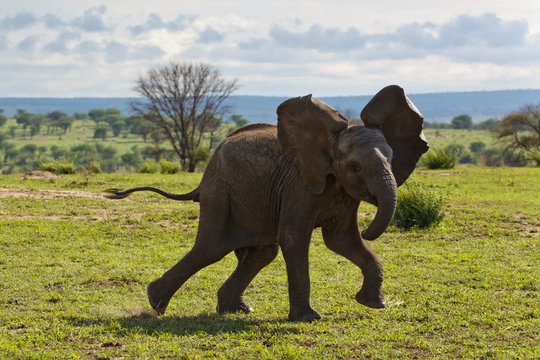Fototapeta Elefant tanzt