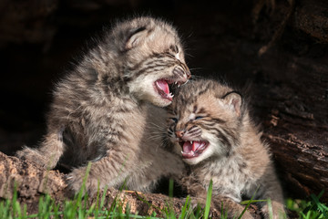 Obraz na płótnie Canvas Two Crying Bobcat Kittens (Lynx rufus)