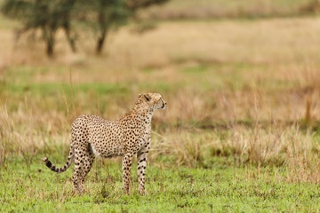 Gepard