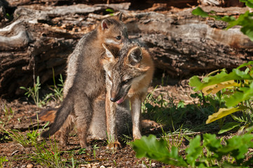 Kit Climbs On Grey Fox Vixen (Urocyon cinereoargenteus)