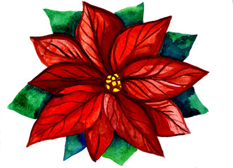 Red and green Christmas flower