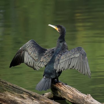 Le grand cormoran