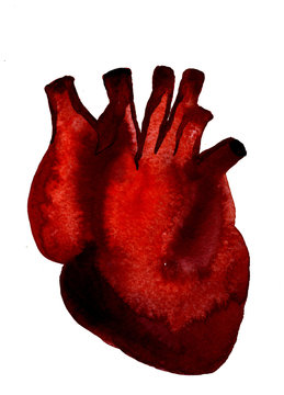 Aquarelle human red-blood heart