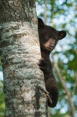 Black Bear Cub (Ursus americanus) Clings to Side of Tree © hkuchera