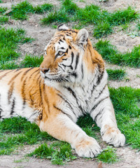 Portrait of a Royal Bengal tiger alert and staring at his pray