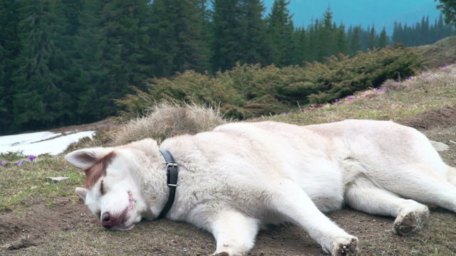 husky dog falling asleep in forest 