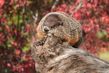 Woodchuck (Marmota monax) Snoozes on Log