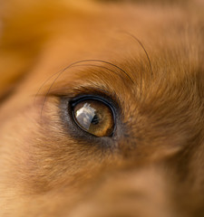 Macro dog eye
