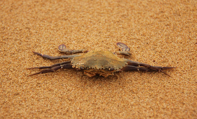 dead crab on the sand