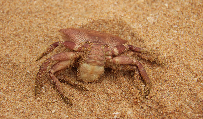 dead red crab on the sand