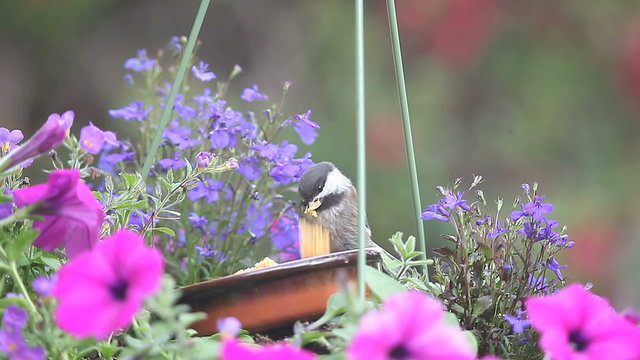 Very young birds learning how to feed themselves, one overeating.