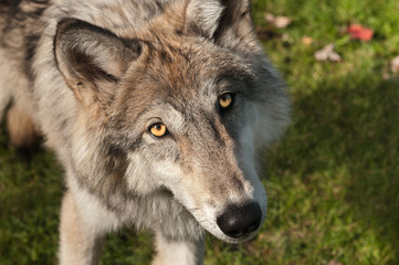 Grey Wolf (Canis lupus) Looks Up at Viewer