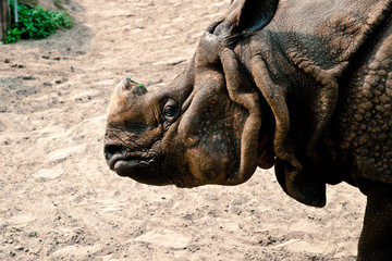 Fototapeta nosorożec obraz