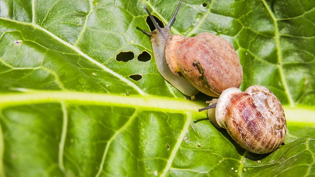 Two Snails Creeping on a Green Leaf
