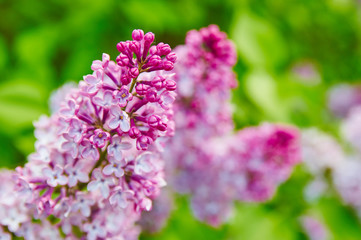 Obraz premium Lilac flowers