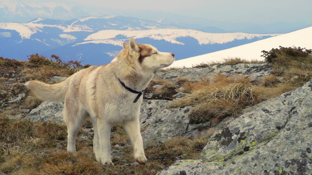 husky walking in snowy mountains slow motion