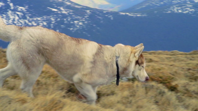 husky walking in snowy mountains slow motion