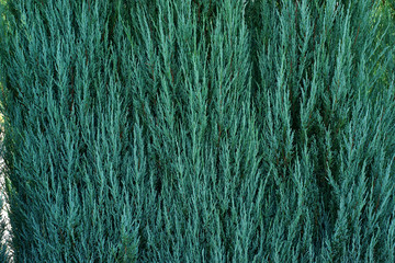 Juniperus scopulorum Blue Arrow - obrazy, fototapety, plakaty