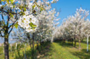 Blooming apple tree in apple orchard