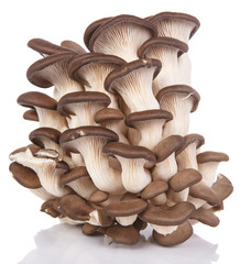 oyster mushrooms on a white background