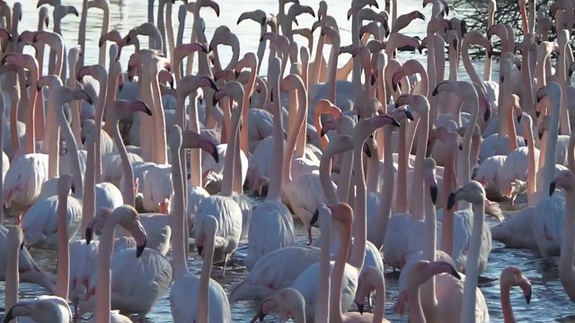Free pink flamingo