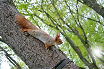 squirrel sits on a tree in the park