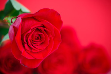 Obraz na płótnie Canvas Red beautiful rose