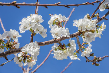 Cherry blossom in Northern California
