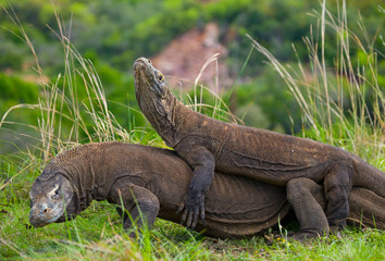 Komodo Dragons are fighting each other. Very rare picture. Indonesia. Komodo National Park. An excellent illustration.