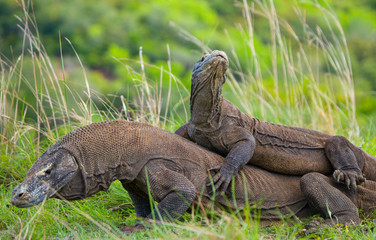 Komodo Dragons are fighting each other. Very rare picture. Indonesia. Komodo National Park. An excellent illustration.